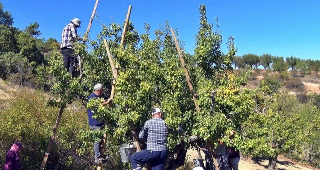 Aylarca depolarda bekletildi: Şimdi tezgahları süsleyecek! Ankara armudunun ilginç yolculuğu şaşırttı 19